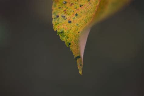 Yellow Spots On Apple Tree Leaves Home Garden Vegetables