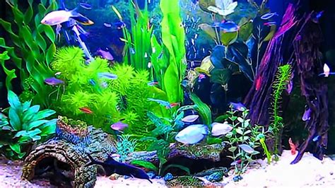 Aquarium Hd 1080p Wallpaper Wallpapersafari