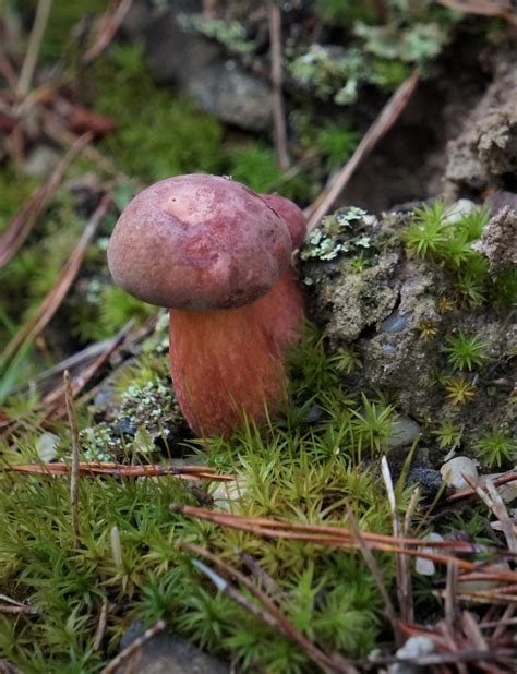 Possibly Baorangia Bicolor Bolete Upper Marlboro Md Vwiest Flickr