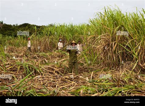 Harvesting Sugar Cane Cuban Interior Cuba Stock Photo Alamy