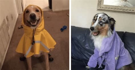 50 Hysterical Dog Memes That Will Make You Laugh K 9