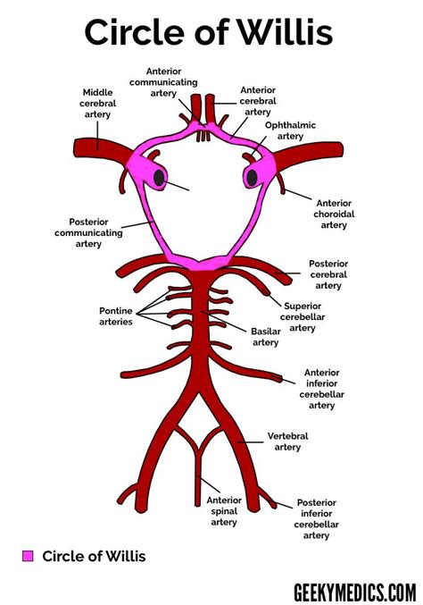 Arterial Supply Of The Brain Circle Of Willis Geeky Medics Circle