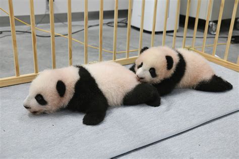 Tokyos Ueno Zoo Announces Names For Panda Cub Twins