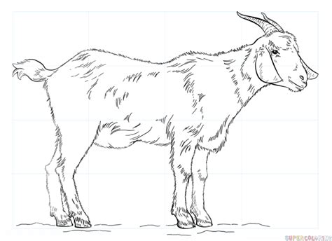 Https://wstravely.com/coloring Page/adult Coloring Pages Goat Head