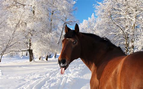 44 Winter Horses Pictures Wallpaper Wallpapersafari