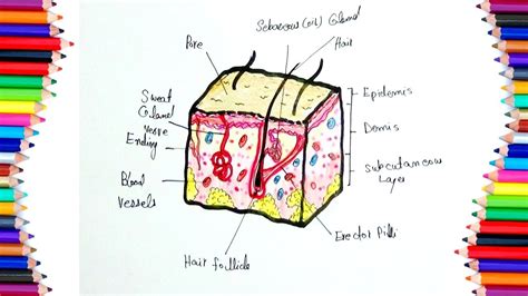 Skin Diagram For Kids