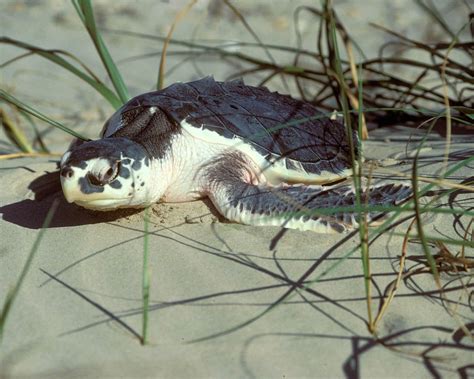 Kemps Ridley Sea Turtle Threatened Or Endangered Species Flickr