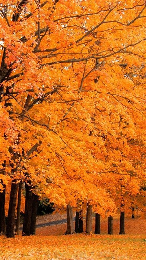 Autumn Maple Leaf Fall Autumn Trees Hd Phone Wallpaper Pxfuel