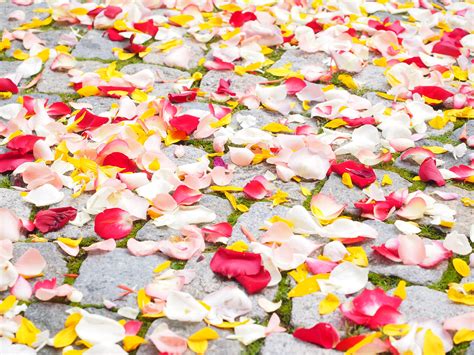 Scattered Multi Colored Rose Petals Free Image Download