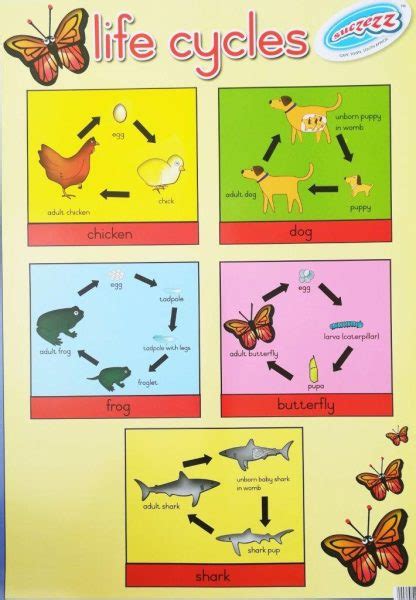 Life Cycles Laminated Poster 680mm X 480mm Educational Toys Online