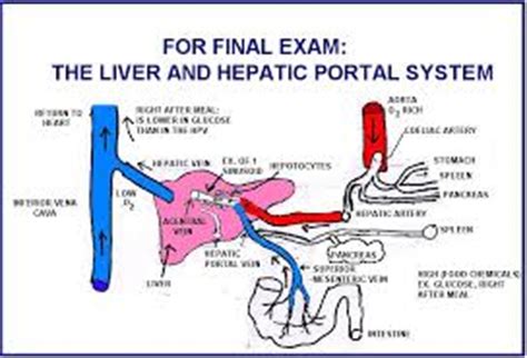 The blood from the hepatic portal vein flows through sinusoids in the liver and is collected by the hepatic veins. CardioVascular System: Coronary Circulation & Blood | Health Life Media