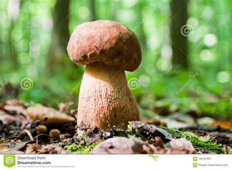 Mushroom Boletus Edulis Growing In Forest Stock Image Image Of King