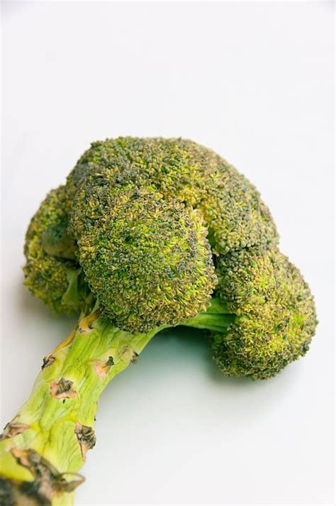 Isolated Rotten Broccoli On White Background Stock Photo Image Of