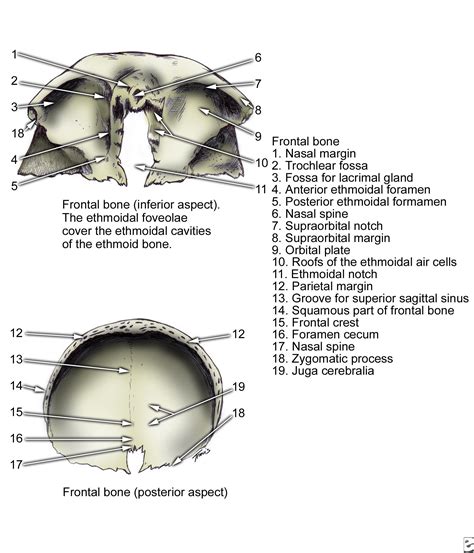 Frontal bone, inferior and posterior aspects. | Anatomy | Pinterest