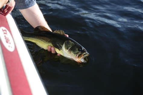 Bass Fishing 101: Strategies for Catching Trophy Bass in 2023 | Funny