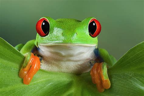 Cute Frog Backgrounds Wallpapersafari