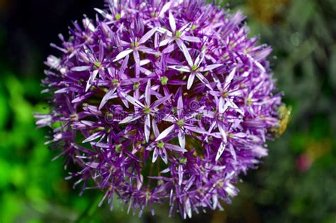 Allium Purple Sensation Flower Reddish Violet Balls Stock Photo Image