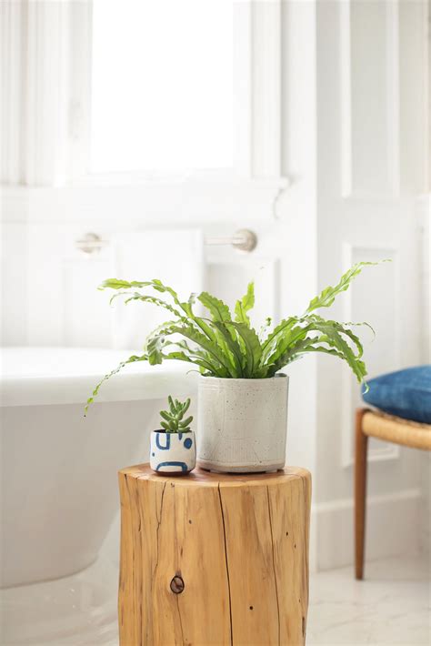 7 Air Purifying Shower Plants That Keep Your Bathroom Fresh Allure