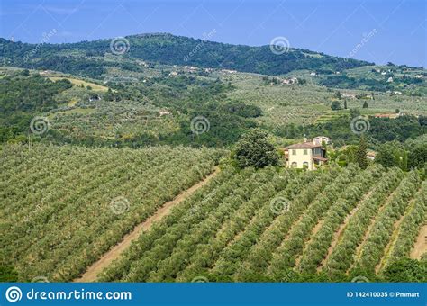 Tuscan Countryside With Vineyards Olive Trees Woods Farms And Town