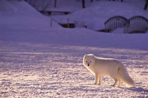 14 Little Known Facts About Arctic Foxes Beopeo
