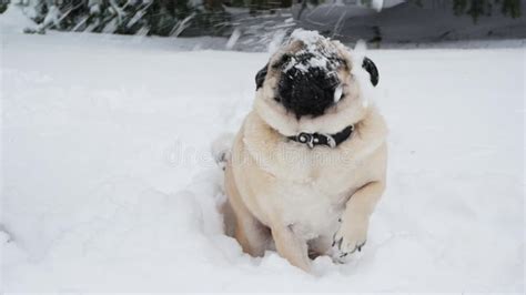 Snow Falling At A Dog S Wrinkled Funny Muzzle Pug Dog Looks Surprised