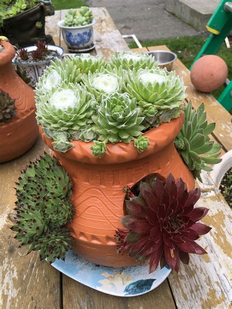 Small Strawberry Pot With Hens And Chicks Suculent Plants Succulents