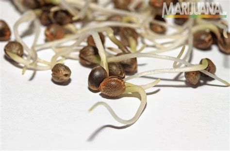 How To Germinate Weed Seeds Guide