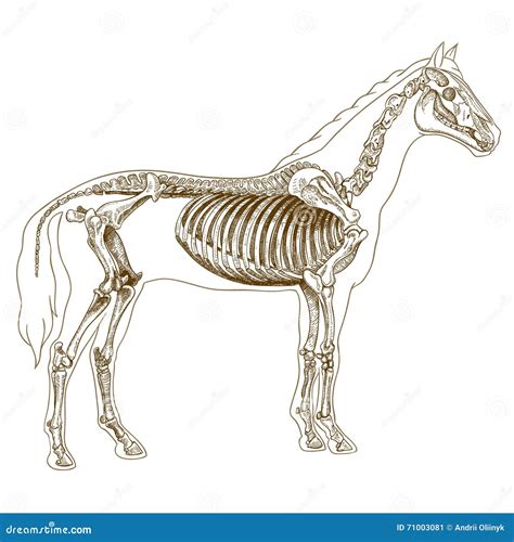 Ilustração Da Gravura Do Esqueleto Do Cavalo Ilustração Do Vetor