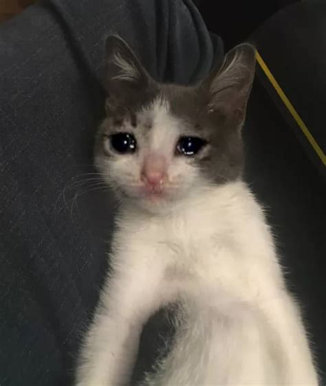 Whats The Origin Of The Crying Cat Pictures And Why Am I