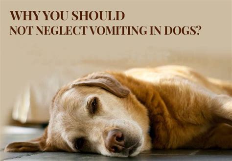 Dog Vomiting Bile Learn The Causes And Symptoms Petcare Dogcare
