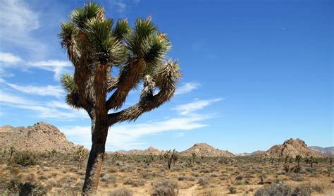 #highdesert #victorvalley #hesperia #victorville #applevalley #adventures. Mojave National Preserve Day Trip What To Do and See