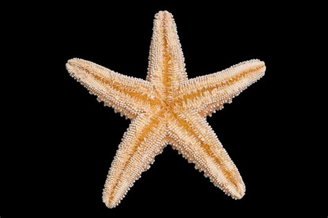 Do Starfish Glow In The Dark Wonderopolis