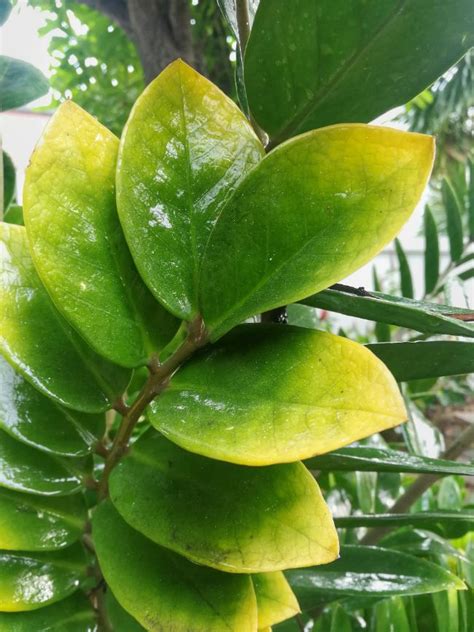 Too Much Water Yellows The Leaves Zz Plant Watering Guide