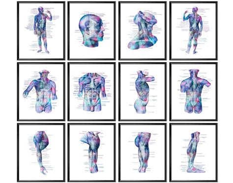 12 Human Muscular System Anatomy Posters Muscles Structure Etsy