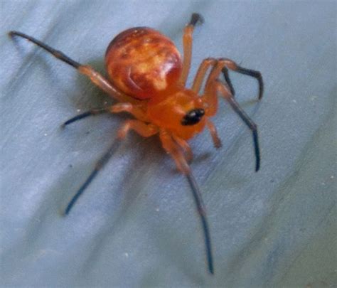 Very Small Orange Spider Hypsosinga Orange Spider Spider Spider Girl