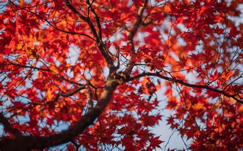 Download Wallpaper 3840x2400 Maple Leaves Tree Autumn Red Blur 4k