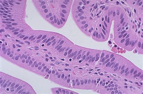 Normal Histology