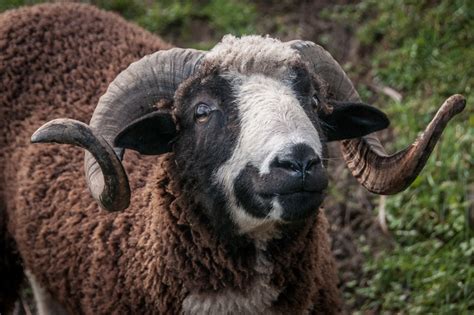 Horned Sheep Ed Okeeffe Photography