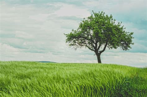 Free Images Landscape Tree Nature Horizon Sky Lawn Meadow