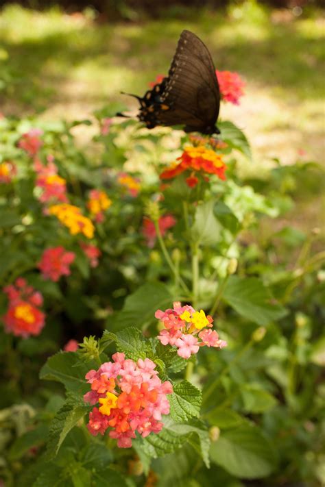 Lantana with Butterfly | How to attract hummingbirds, Flowers that attract hummingbirds, Spring ...