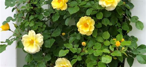 Yellow Climbing Roses Look Joyful Sugar Sunshine And Flowers