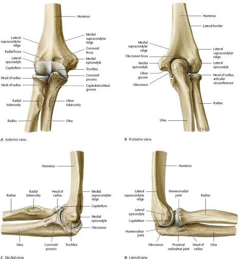 Elbow Anatomy Injuries And Treatment