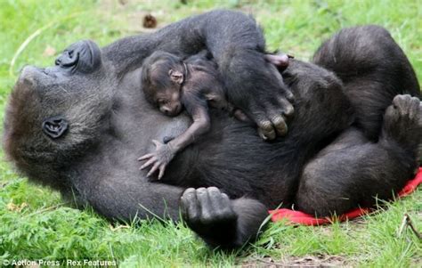 Mothers Pride Nimba The Gorilla Cradles Her Newborn Baby After Giving