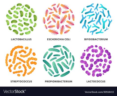 Probiotics Lactobacillus Bifidobacterium Vector Image