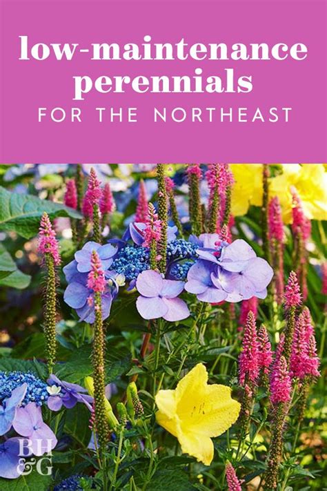 The Best Low Maintenance Perennials For The Northeast Perennials