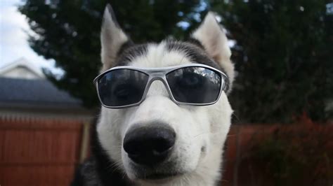 Siberian Husky Wearing Sunglasses Cool Boy Malakai Youtube
