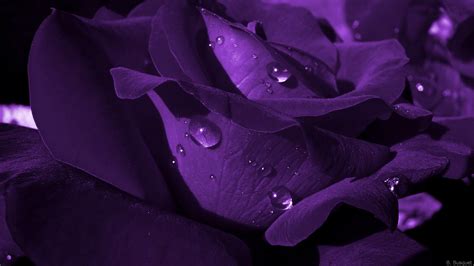 Purple And Black Roses Wallpapers Wallpaper Cave