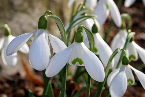 Snowdrop Flower Meaning Symbolism And Colors Pansy Maiden
