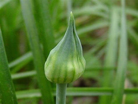 Wild Garlic Plant Pictures Wild Garlic Allium Canadense L Var