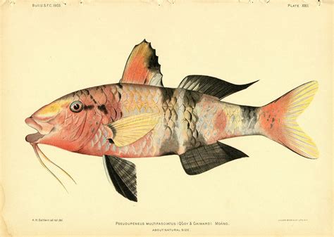 Manybar Goatfish Print Pseudupenus Mulyifasciatus
